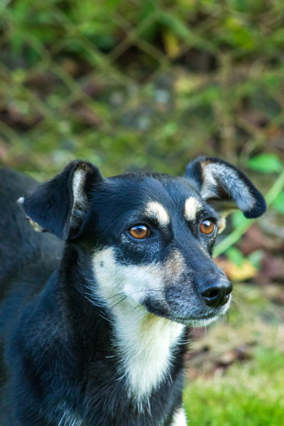 杜宾犬的鼻子