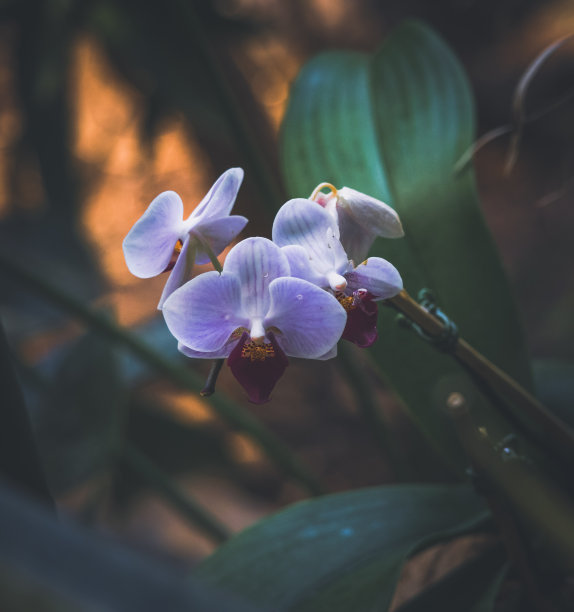 蝴蝶兰 植物 景观 摄影 兰花