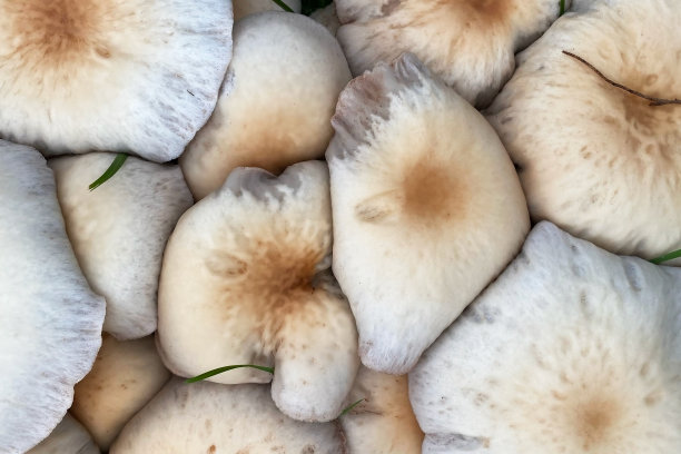 蘑菇代金券