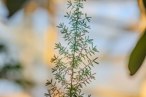 翠绿芦笋特写素材图片