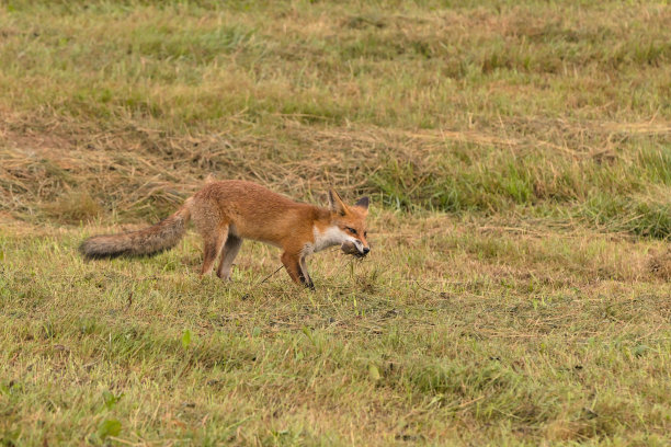 草原上的狐狸