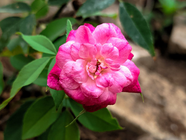 灿烂的玫瑰花盆栽