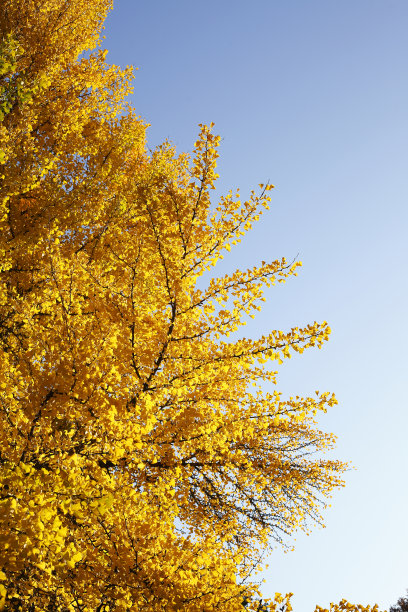 金黄色银杏树叶图片