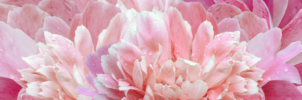 粉色滴水牡丹花摄影图片