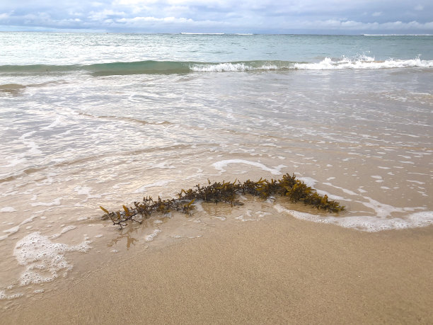 天然海藻颗粒