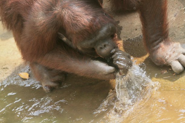 喝水的猴子