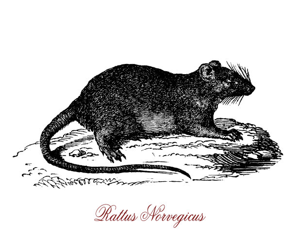 老鼠,19世纪,黑死病