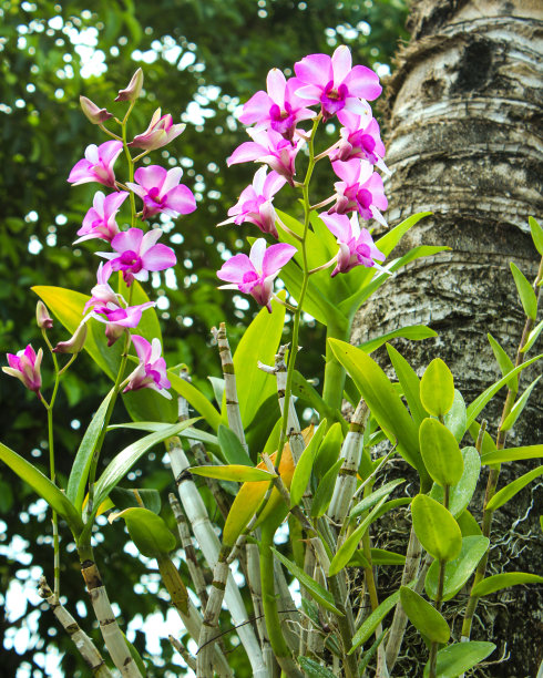 蝴蝶兰 植物 景观 摄影 兰花