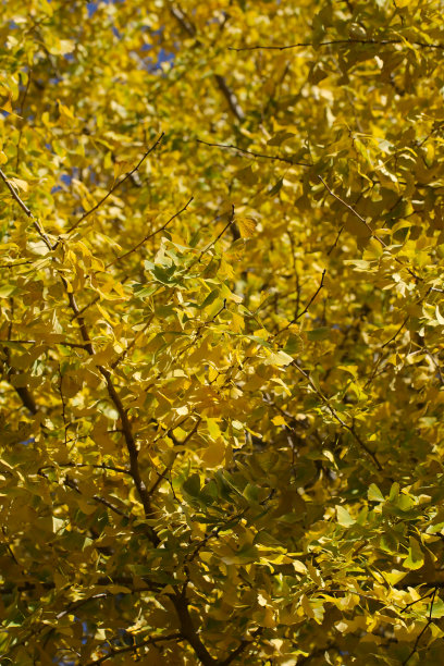 金黄色银杏树叶图片