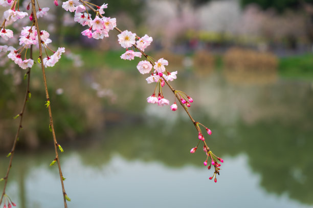 樱花盛开武汉樱花景色