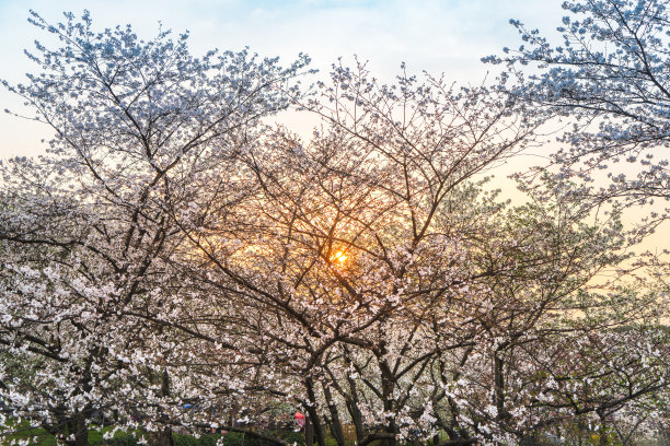 樱花盛开武汉樱花景色