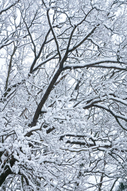 雪纺纱