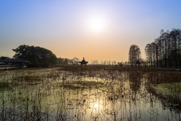 东湖樱花