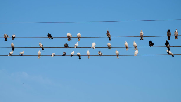 平衡,电力线,鸟类