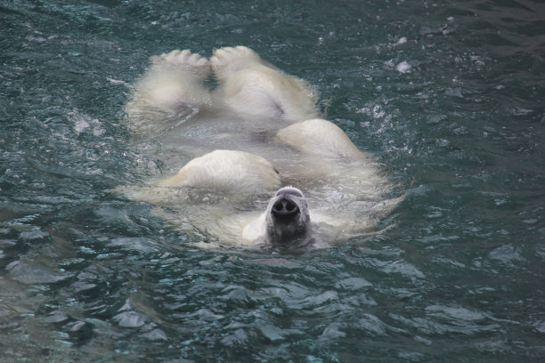 水中熊猫