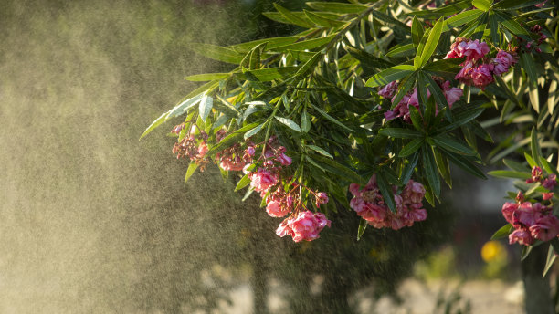 樱花 背光 风景 花朵 粉色 