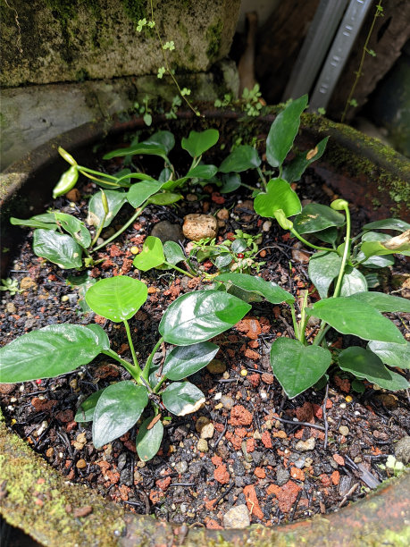 水中观赏植物