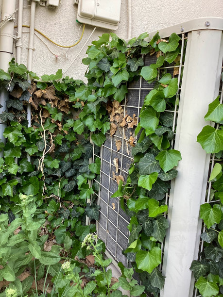 满墙的绿植