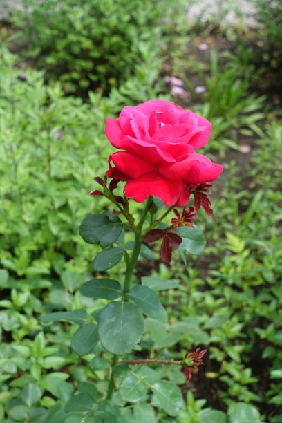 重瓣红玫瑰花