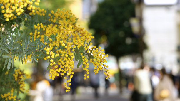 公园花园装饰元素