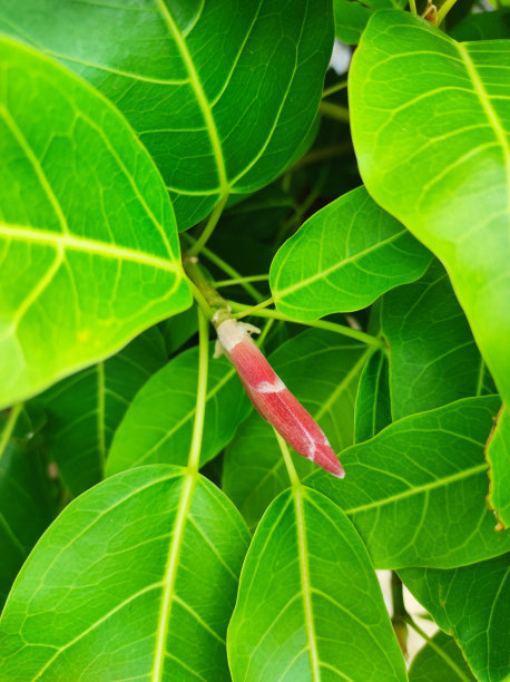 印尼腰果花