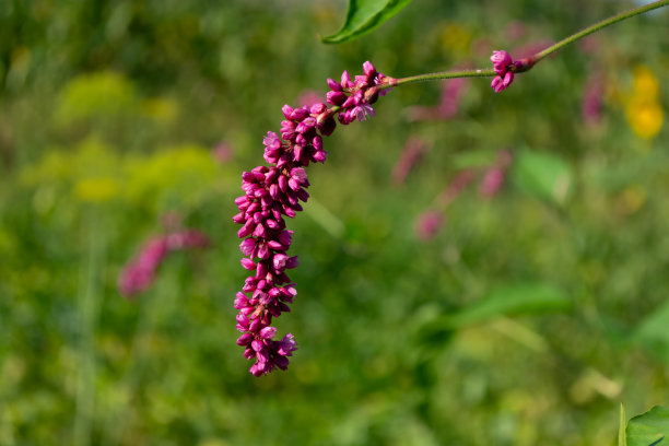 紫菀植物景观