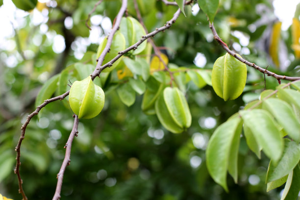 杨桃种植地