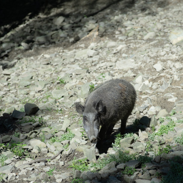 野猪野生动物野兽背景