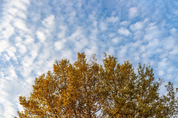 秋季蓝色天空下的梧桐树金色树叶