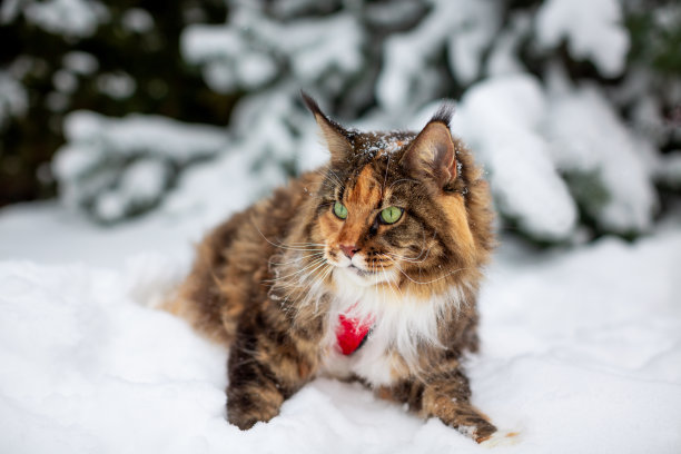 雪中的缅因猫