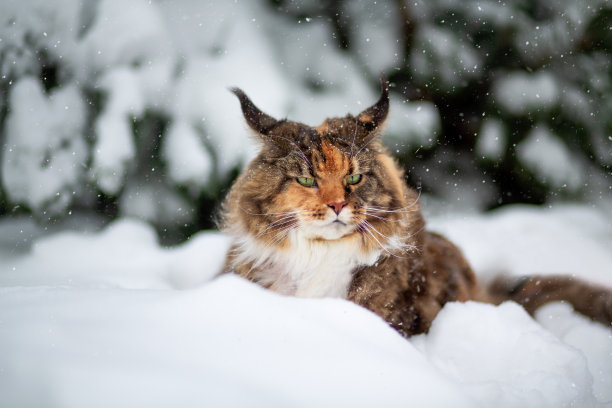 雪中的缅因猫