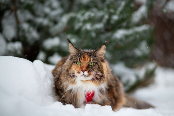 雪中的缅因猫