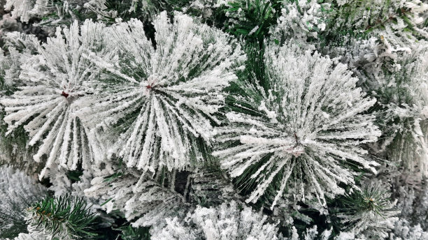 蓝色圣诞树圣诞节元素海报