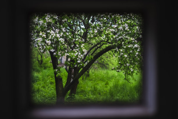 窗前的苹果花