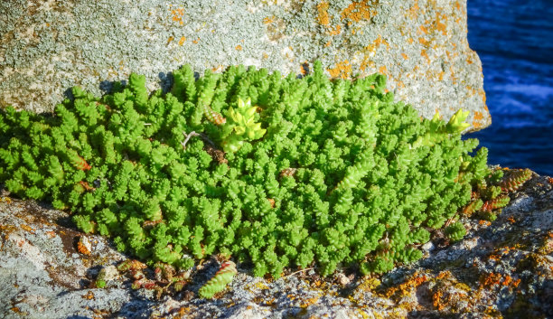 多肉 绿色 植物 石缝 青苔