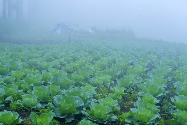 水雾蔬菜