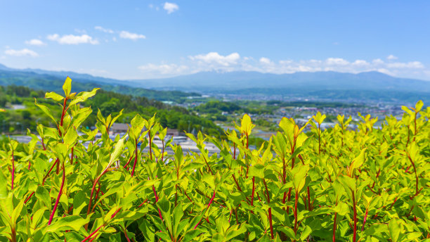 汽车夏日清凉