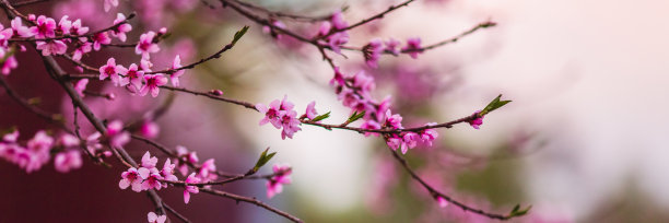 桃色苹果花