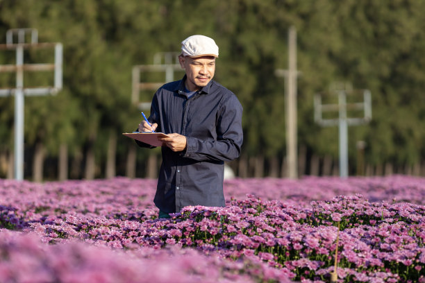 菊花名品