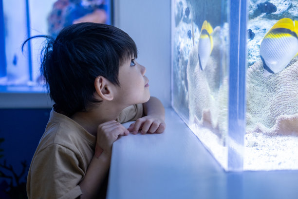 小孩子注视鱼缸