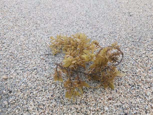 海底海藻印花