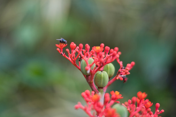 樱花1蜜蜂