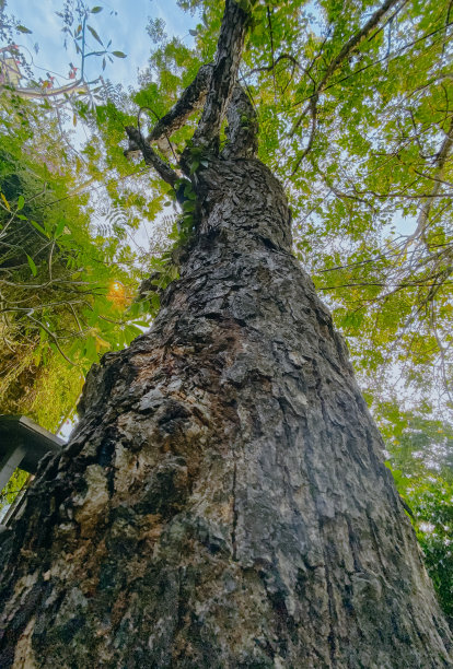 树叶大树枝木材