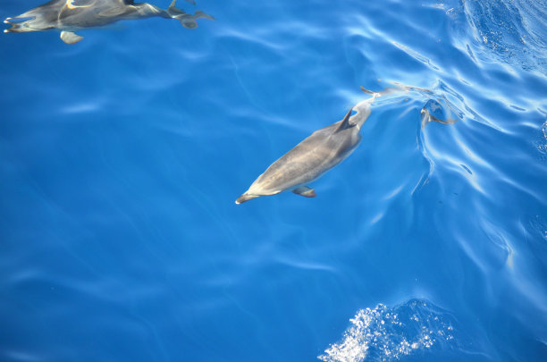 水晶海豚