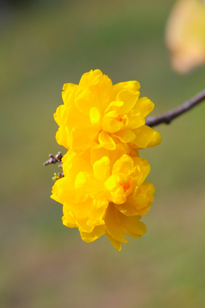 月下杏花