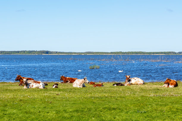水边的牛群