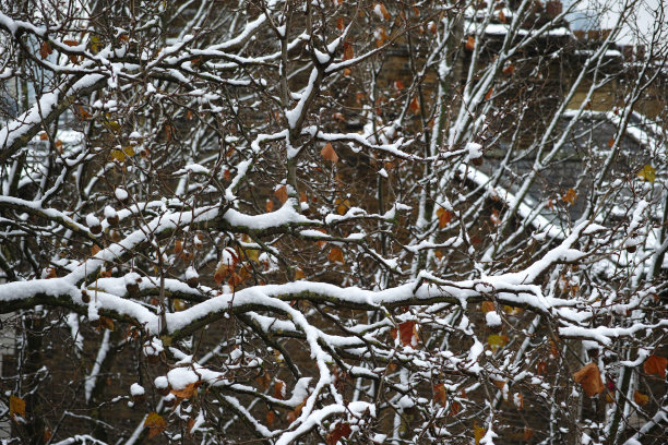 初冬的悬铃木树叶