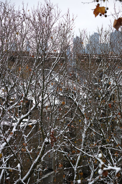 初冬的悬铃木树叶