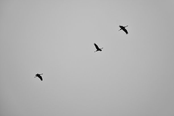 一群黑天鹤