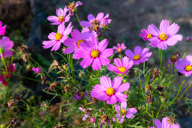 清明节展板清明节背景